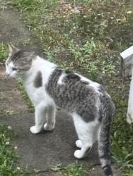 Found/Stray Unknown Cat last seen Optimist Farm and Bells Lake, Apex, NC 27539