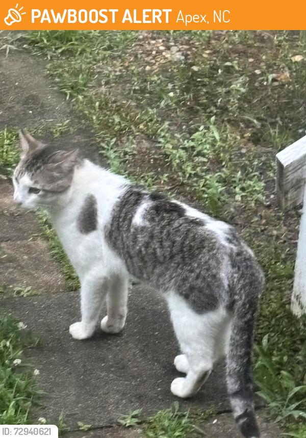 Found/Stray Unknown Cat last seen Optimist Farm and Bells Lake, Apex, NC 27539