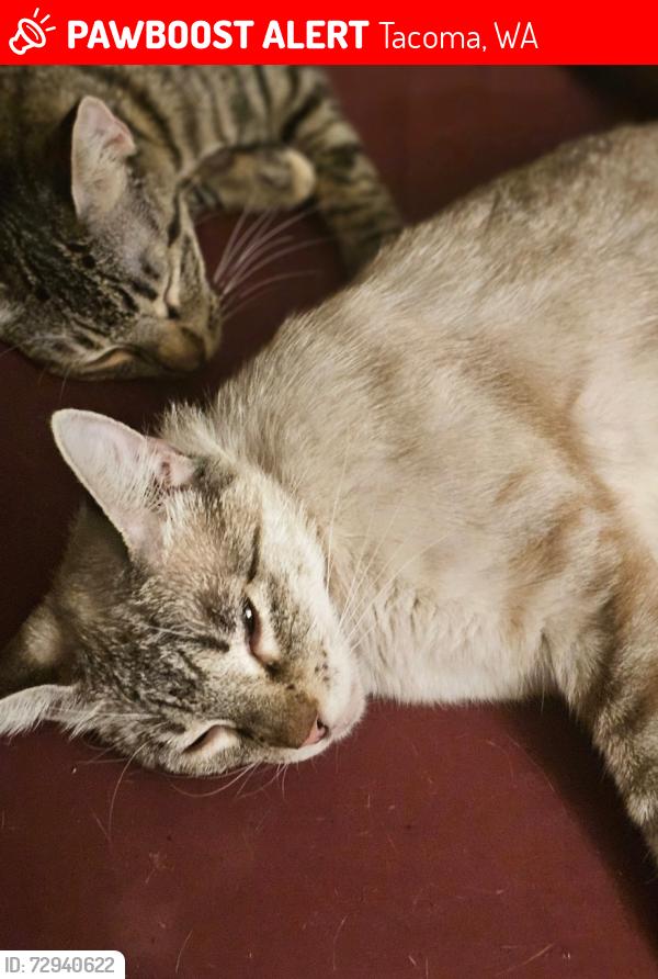 Lost Female Cat last seen 9th and Yakima , Tacoma, WA 98405