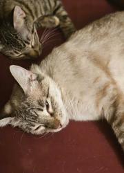 Lost Female Cat last seen 9th and Yakima , Tacoma, WA 98405