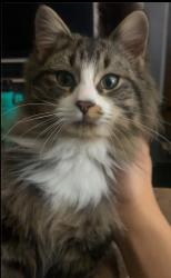 Reunited Male Cat last seen Allan St. and Wilson St., Adrian, MI 49221