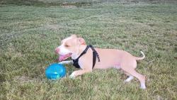 Reunited Male Dog last seen Hwy 160 and Bybee Rd , Bybee, TN 37821