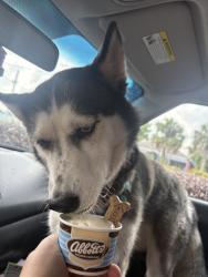 Reunited Female Dog last seen 13th ln sw , Florida Ridge, FL 32962