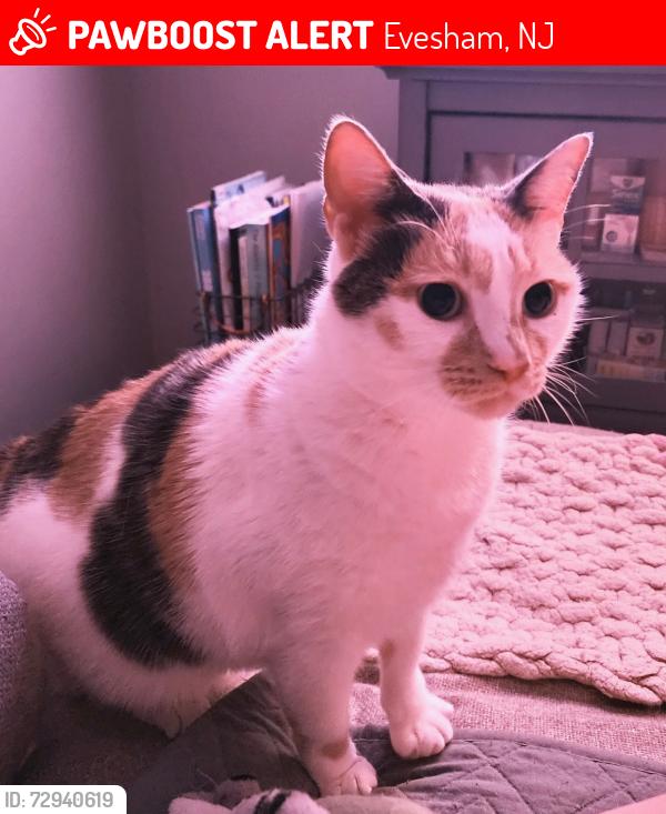 Lost Female Cat last seen Maple Avenue , Evesham, NJ 08053