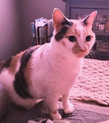 Lost Female Cat last seen Maple Avenue , Evesham, NJ 08053
