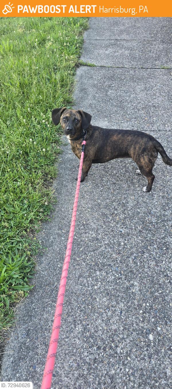 Found/Stray Unknown Dog last seen Mulberry street, Harrisburg, PA 17104