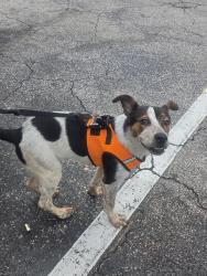 Found/Stray Female Dog last seen NW 119 ST and 27Ave, Miami, FL 33167