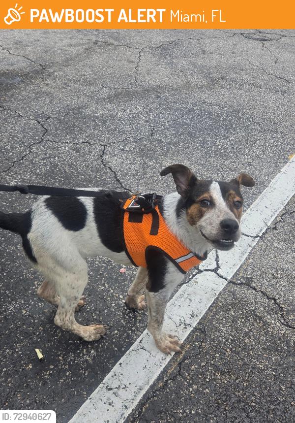 Found/Stray Female Dog last seen NW 119 ST and 27Ave, Miami, FL 33167