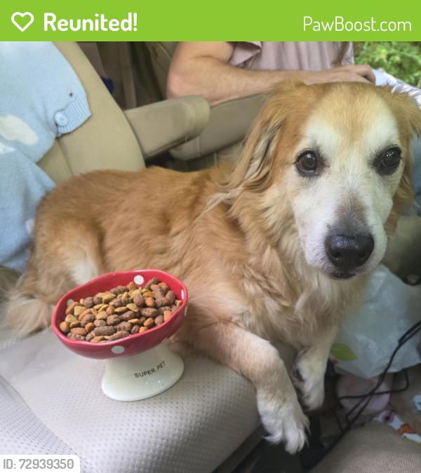 Reunited Male Dog last seen Hamburg road, Mars Hill, NC 28754