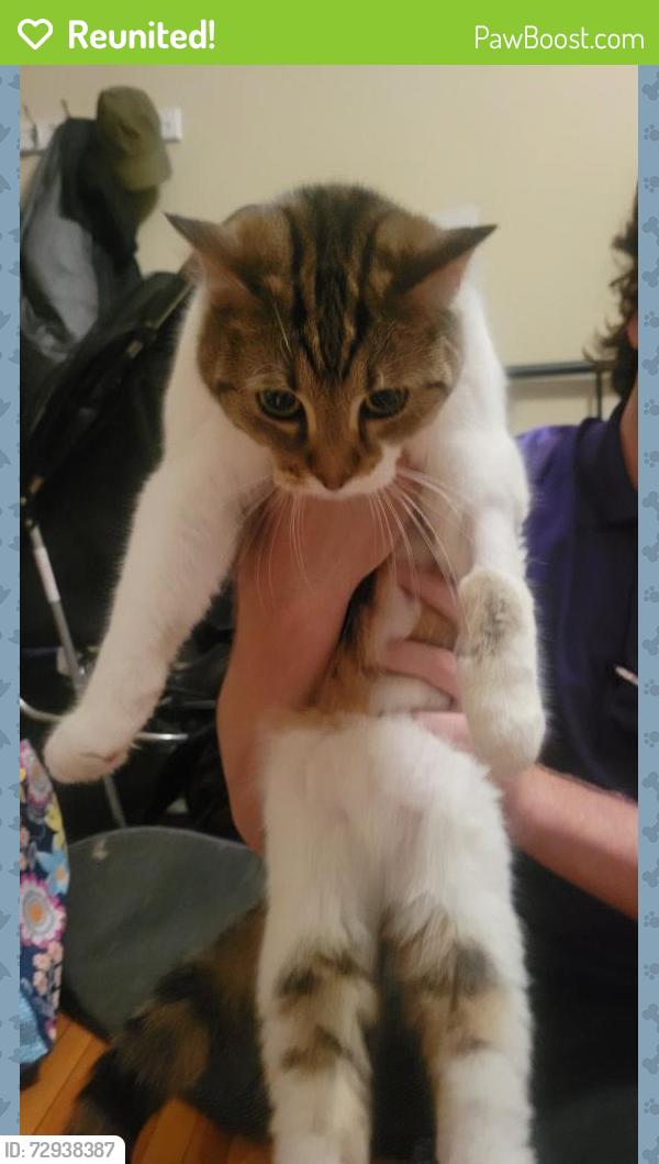 Reunited Female Cat last seen St.Clair and Wheeler, Saint Paul, MN 55105