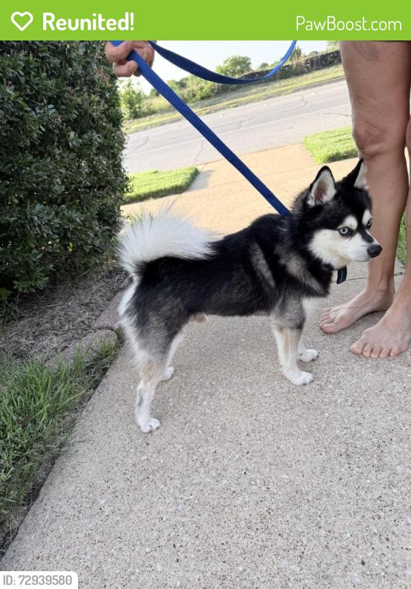 Reunited Male Dog last seen Chapman dr, Fort Worth, TX 76182