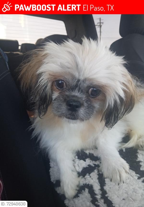 Lost Female Dog last seen Hondo Pass, El Paso, TX 79924