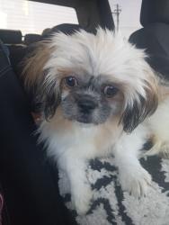 Lost Female Dog last seen Hondo Pass, El Paso, TX 79924