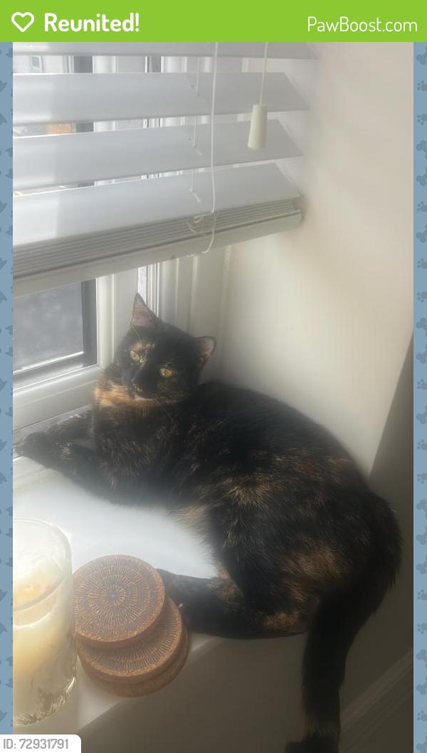 Reunited Female Cat last seen Landaff fields , Pontcanna, Wales CF11 9QA