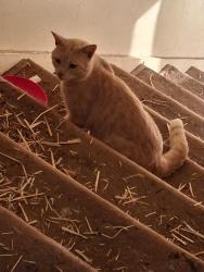 Found/Stray Unknown Cat last seen Bobs Auto, Rapid City, SD 57701