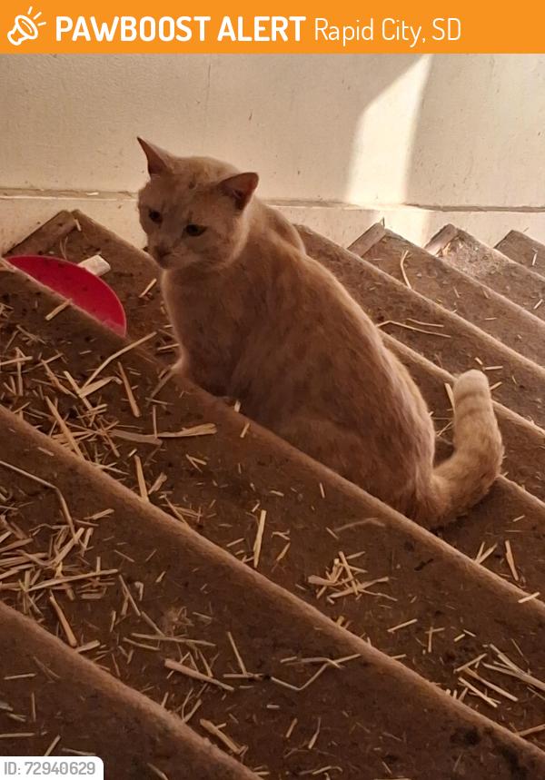 Found/Stray Unknown Cat last seen Bobs Auto, Rapid City, SD 57701
