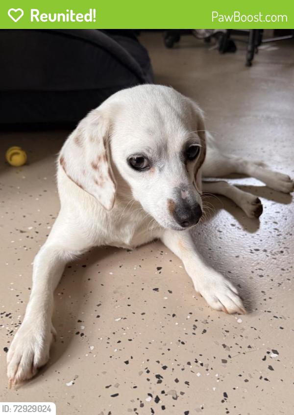 Reunited Unknown Dog last seen Lexington BBQ, Lexington, NC 27292