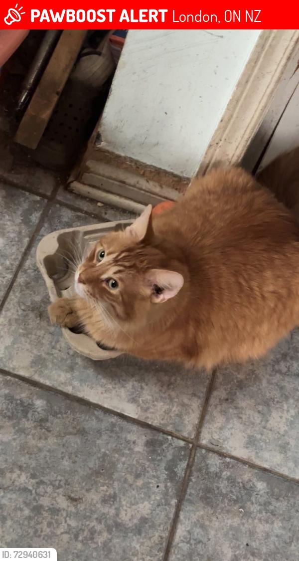 Lost Male Cat last seen Hamilton rd, London, ON N5Z
