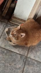 Lost Male Cat last seen Hamilton rd , London, ON N5Z
