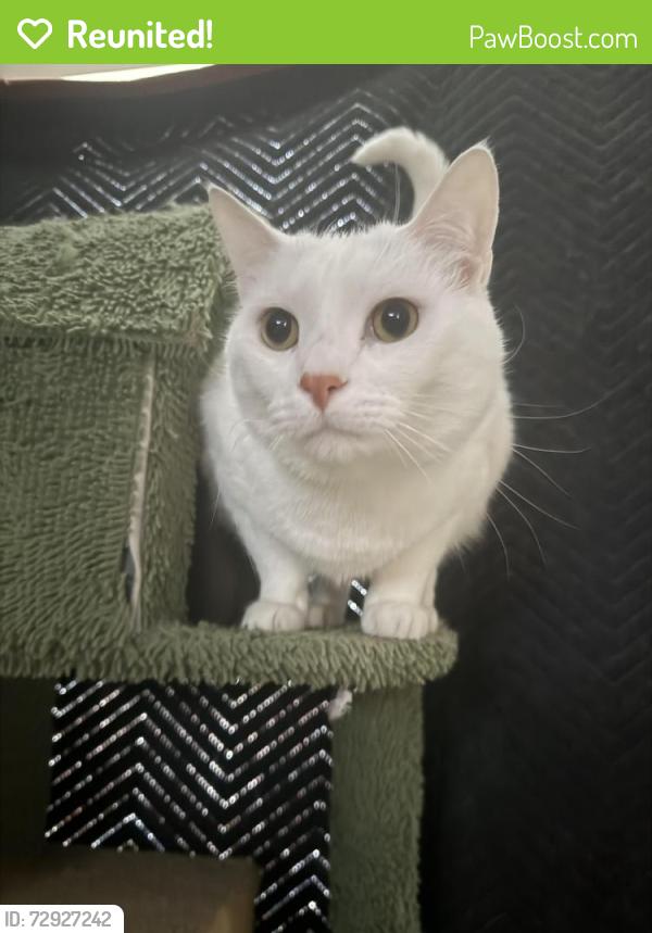 Reunited Male Cat last seen Covedale , Cincinnati, OH 45238