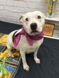 Shelter Stray Female Dog last seen Near BLOCK YONKA ST DETROIT, MI 48234, Detroit, MI 48211
