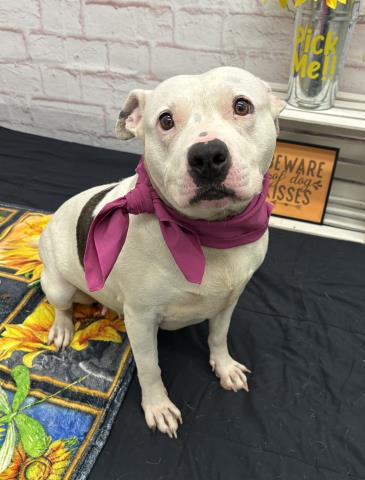 Shelter Stray Female Dog last seen Near BLOCK YONKA ST DETROIT, MI 48234, Detroit, MI 48211