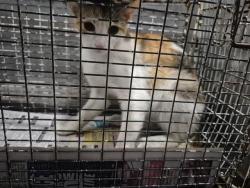 Shelter Stray Female Cat last seen Near BLOCK S ZARZAMORA, San Antonio, TX 78227