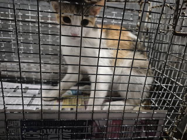 Shelter Stray Female Cat last seen Near BLOCK S ZARZAMORA, San Antonio, TX 78227