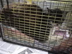 Shelter Stray Male Cat last seen Near BLOCK VALLEY QUEEN, San Antonio, TX 78227