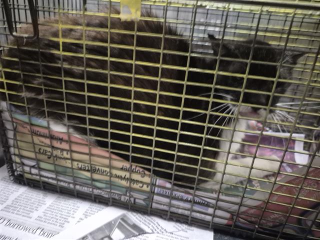 Shelter Stray Male Cat last seen Near BLOCK VALLEY QUEEN, San Antonio, TX 78227
