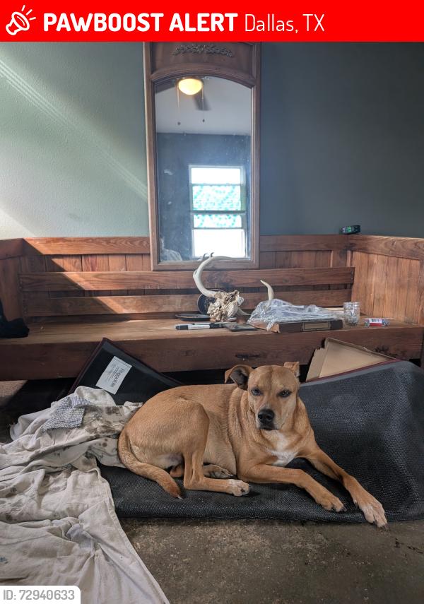 Lost Male Dog last seen Talco and bronx, Dallas, TX 75241