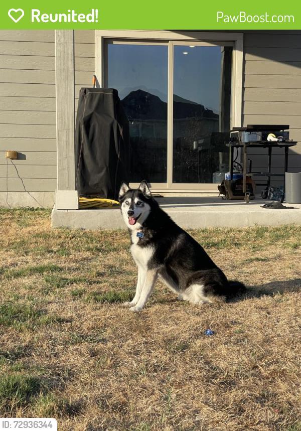 Reunited Female Dog last seen On 1567 heading East towards 19, Miller Grove, TX 75453