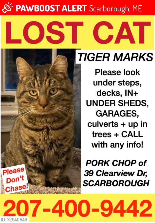 Lost Male Cat last seen Near Clearview Srive, Scarborough, ME 04074