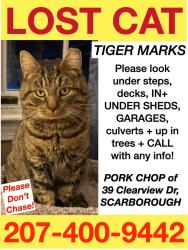 Lost Male Cat last seen Near Clearview Srive, Scarborough, ME 04074