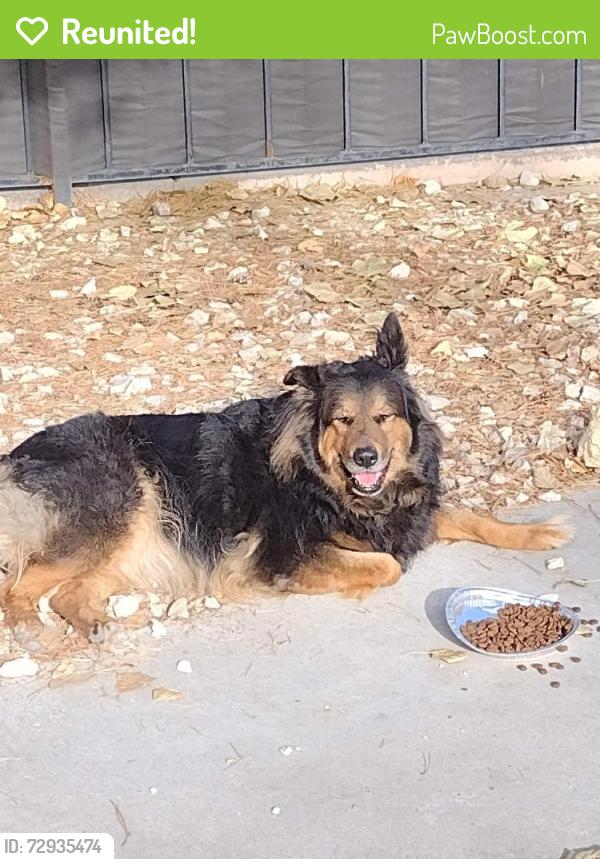 Reunited Female Dog last seen San Pablo Dam road, Richmond, CA 94803