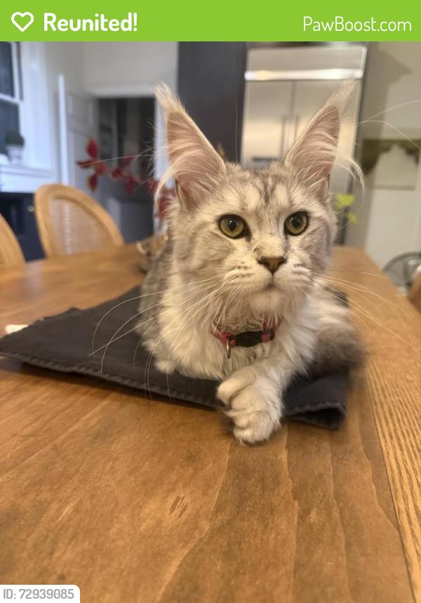 Reunited Female Cat last seen Lake and lindell, St. Louis, MO 63108
