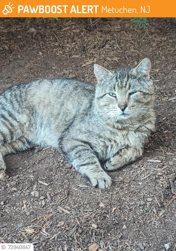 Found/Stray Unknown Cat last seen State Hwy 27, Metuchen, NJ 08840