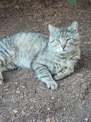 Found/Stray Unknown Cat last seen State Hwy 27, Metuchen, NJ 08840