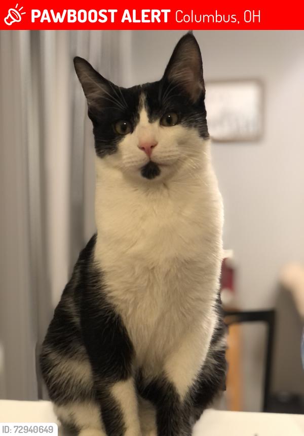 Lost Male Cat last seen Little water dr, Columbus, OH 43223