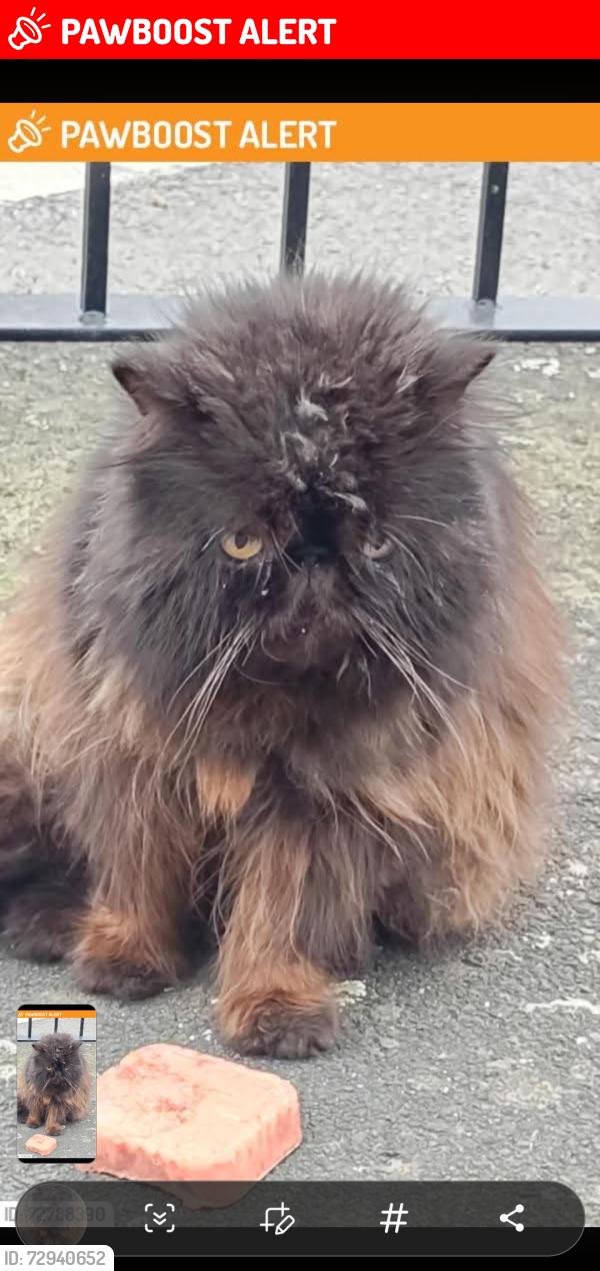 Lost Male Cat last seen B11 1pu, Sparkbrook, England B11