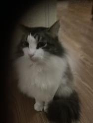 Lost Male Cat last seen Davis rd and Bulow landing , Ravenel, SC 29414