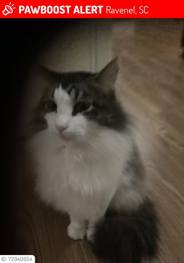 Lost Male Cat last seen Davis rd and Bulow landing , Ravenel, SC 29414