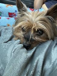 Reunited Female Dog last seen Miami, FL 33155, USA, Miami, FL 33155