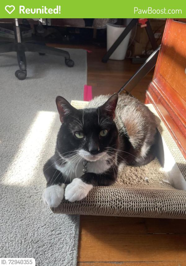 Reunited Male Cat last seen Disston street, j Hampton Moore , Philadelphia, PA 19111