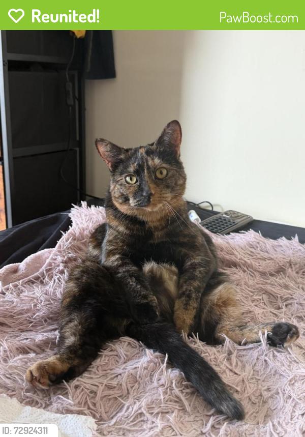 Reunited Female Cat last seen Q-Park, Berkshire, England RG1