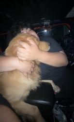 Reunited Male Dog last seen Near orchid St, Houston, TX 77017