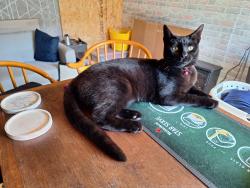 Lost Female Cat last seen Kent, Wouldham, England ME1 3XB