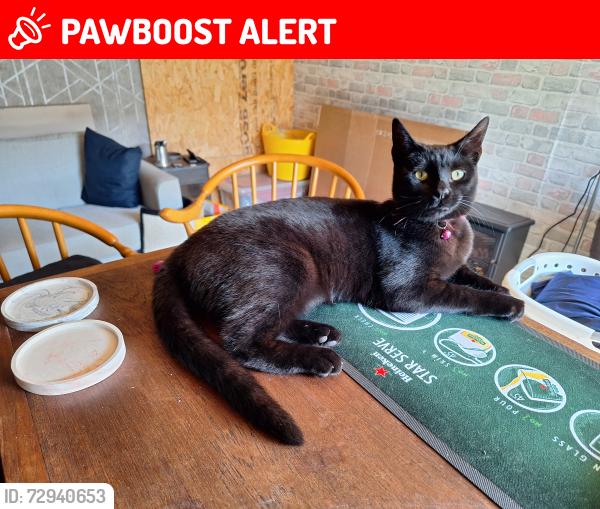 Lost Female Cat last seen Kent, Wouldham, England ME1 3XB