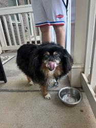 Reunited Male Dog last seen Grace View Drive, Pineville, NC 28134
