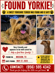 Found/Stray Male Dog last seen Shipleys donut, Mission, TX 75872
